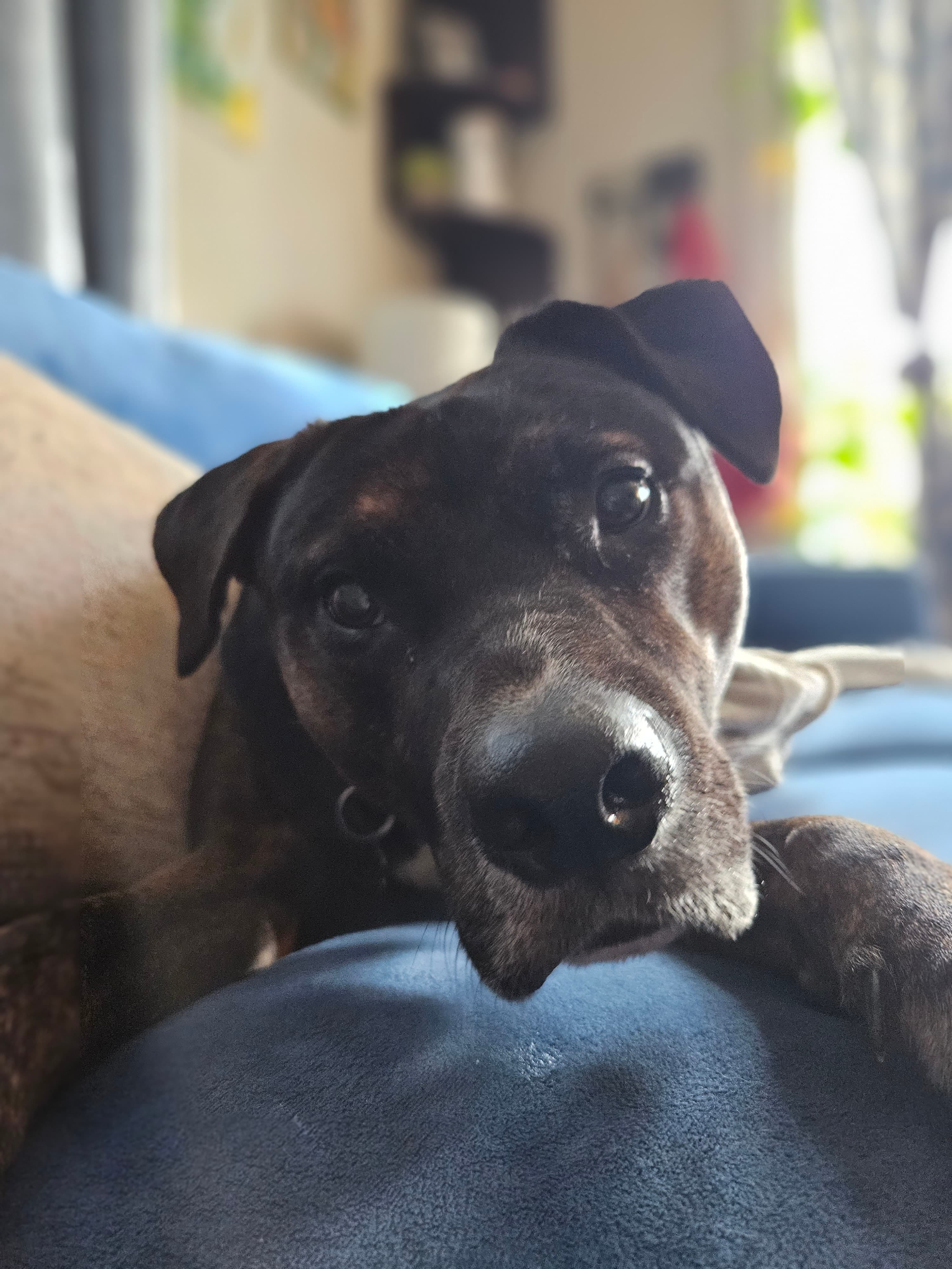 Remi on an adventure