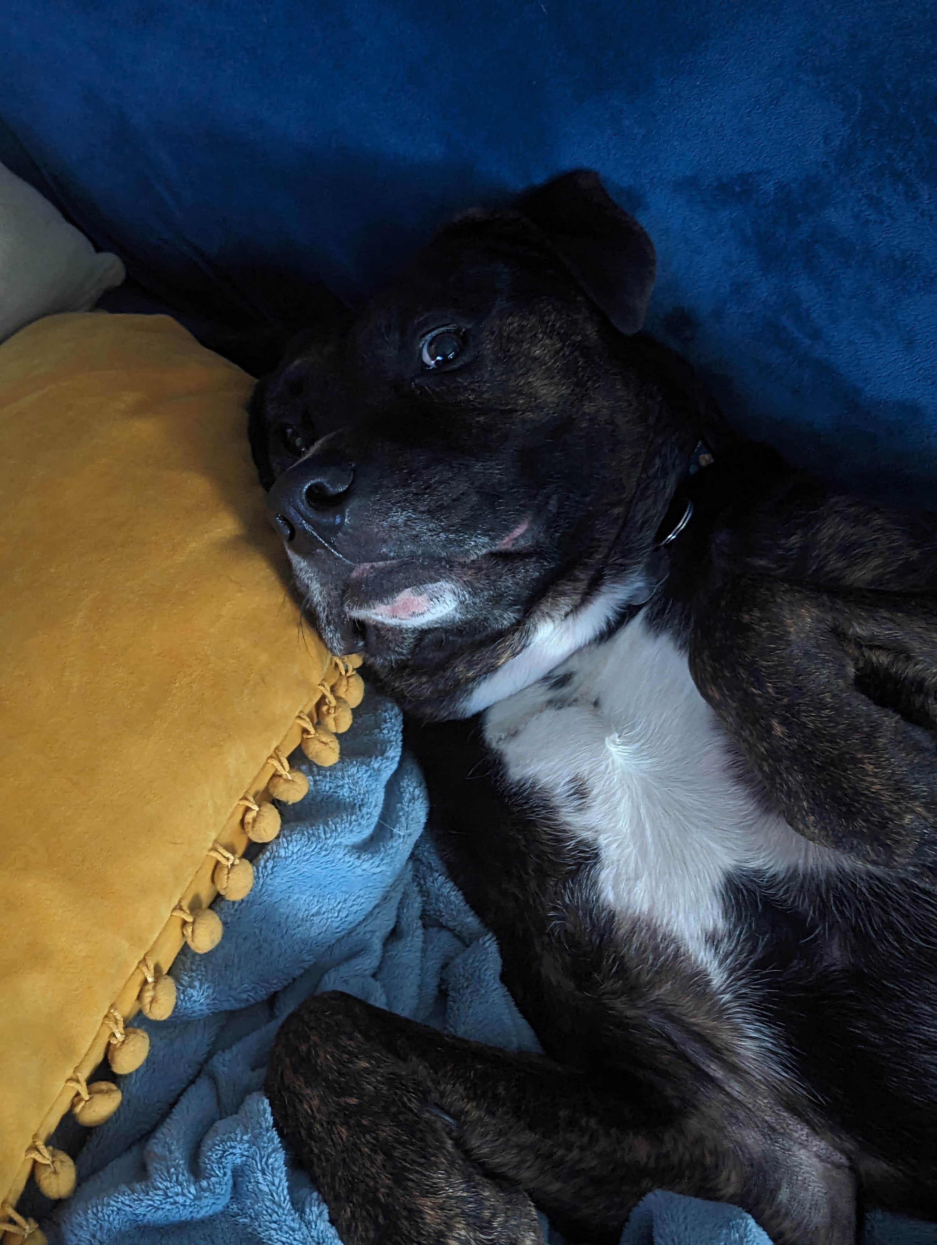 Remi after a good day