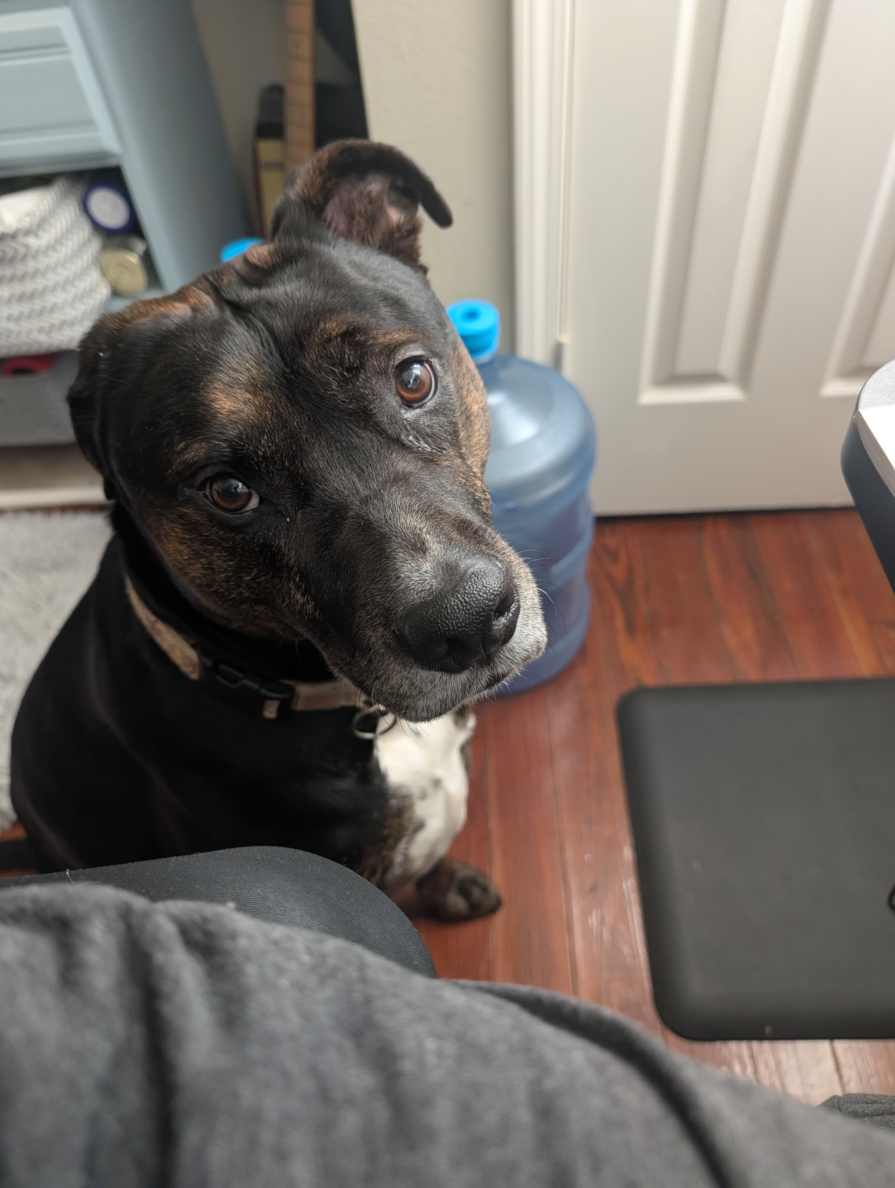 Remi approves this message