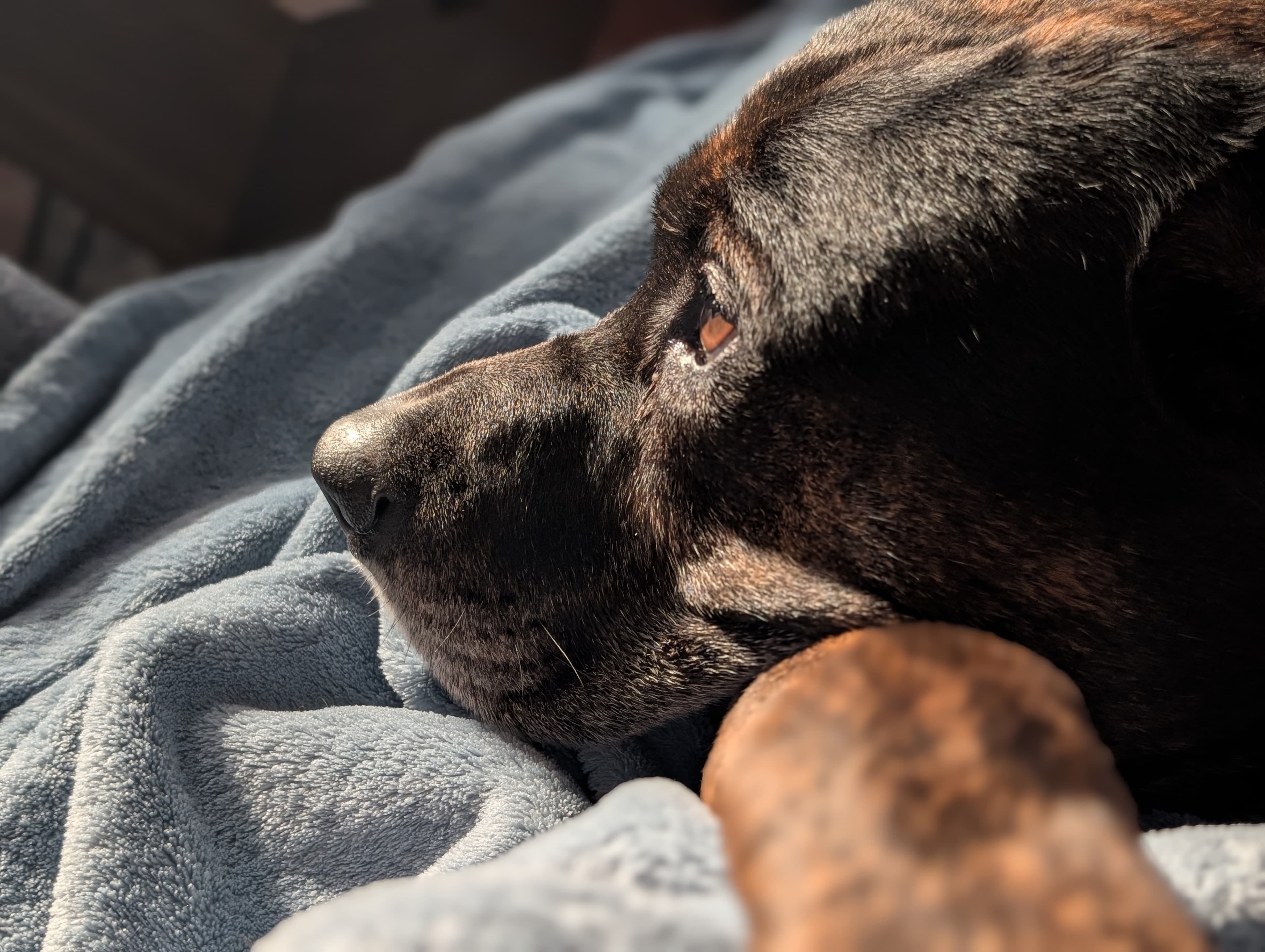 Remi being a very good boy